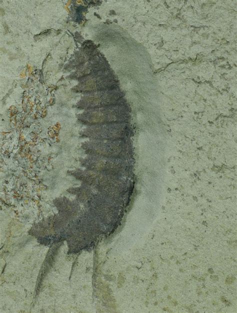 anomalocaris fossil for sale